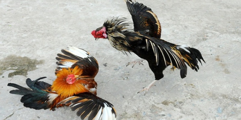 Điểm danh những giống đá gà miền Tây phổ biến nhất hiện nay