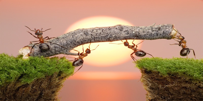 Mơ thấy kiến có thể báo hiệu những điều thay đổi trong cuộc sống
