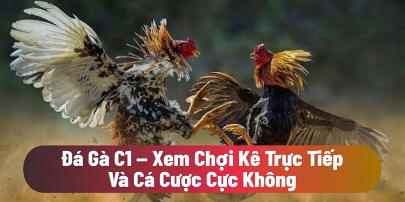 Đá gà C1
